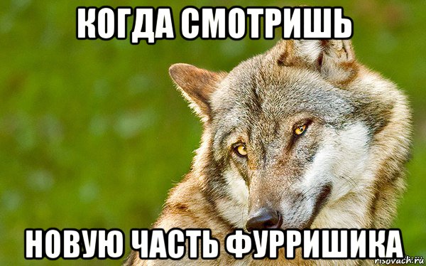 когда смотришь новую часть фурришика, Мем   Volf