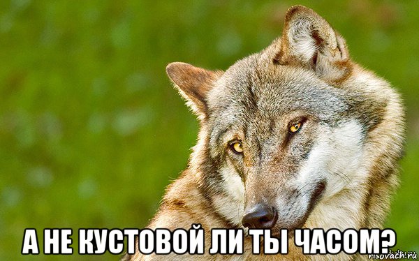  а не кустовой ли ты часом?, Мем   Volf