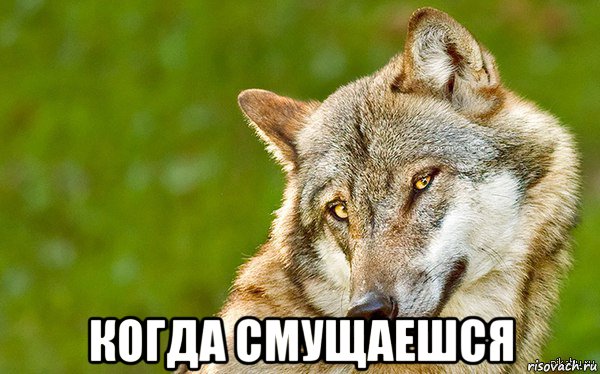  когда смущаешся, Мем   Volf