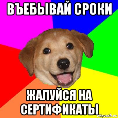 въебывай сроки жалуйся на сертификаты, Мем Advice Dog