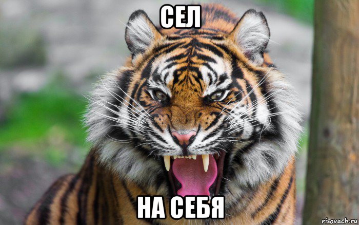 сел на себя