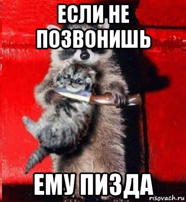 если не позвонишь ему пизда, Мем  енот с котенком