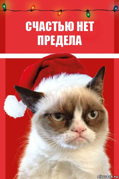 счастью нет предела, Комикс  Grumpy cat new year