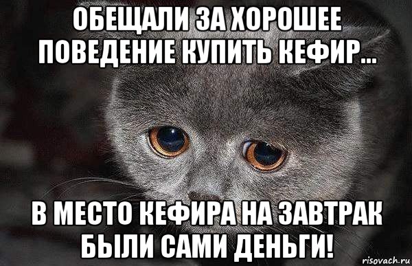 обещали за хорошее поведение купить кефир... в место кефира на завтрак были сами деньги!, Мем  Грустный кот