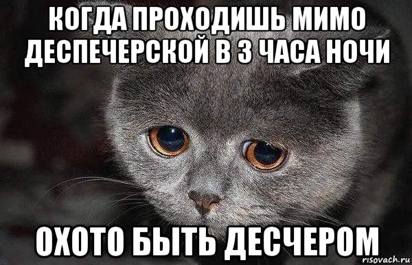 когда проходишь мимо деспечерской в 3 часа ночи охото быть десчером, Мем  Грустный кот