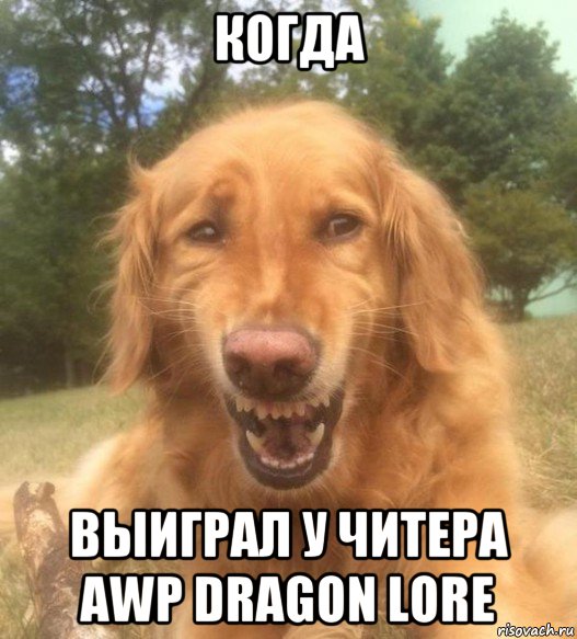 когда выиграл у читера awp dragon lore, Мем   Когда увидел что соседского кота отнесли в чебуречную