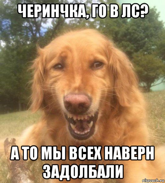 черинчка, го в лс? а то мы всех наверн задолбали, Мем   Когда увидел что соседского кота отнесли в чебуречную