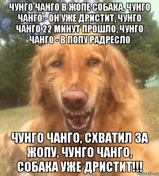 чунго чанго в жопе собака, чунго чанго - он уже дристит, чунго чанго 22 минут прошло, чунго чанго - в попу радресло чунго чанго, схватил за жопу, чунго чанго, собака уже дристит!!!, Мем   Когда увидел что соседского кота отнесли в чебуречную