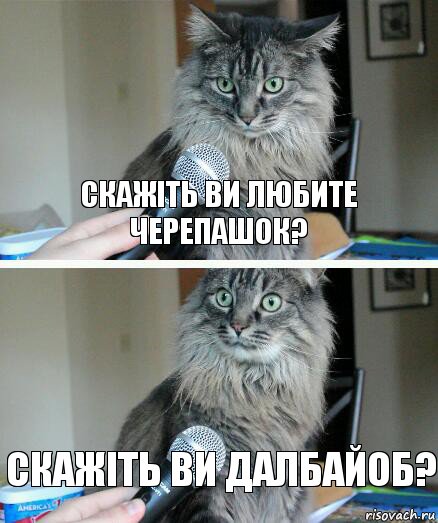 Скажіть ви любите черепашок? Скажіть ви далбайоб?, Комикс  кот с микрофоном