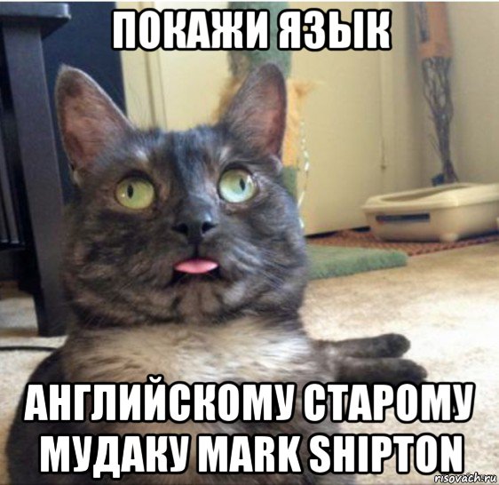 покажи язык английскому старому мудаку mark shipton, Мем   Кот завис