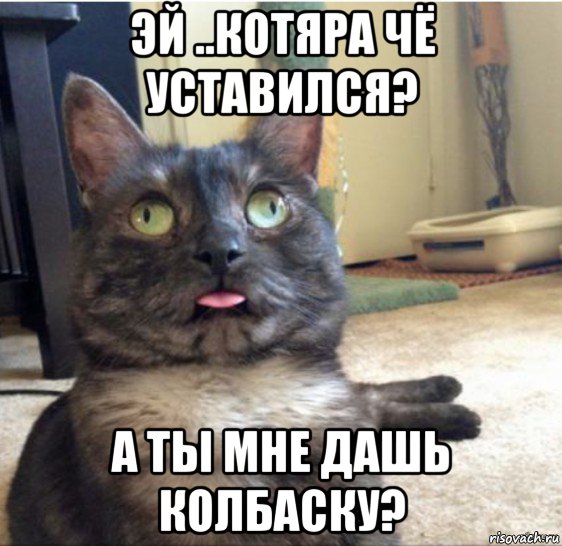 эй ..котяра чё уставился? а ты мне дашь колбаску?, Мем   Кот завис