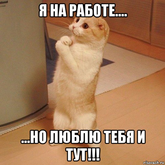 я на работе.... ...но люблю тебя и тут!!!, Мем  котэ молится