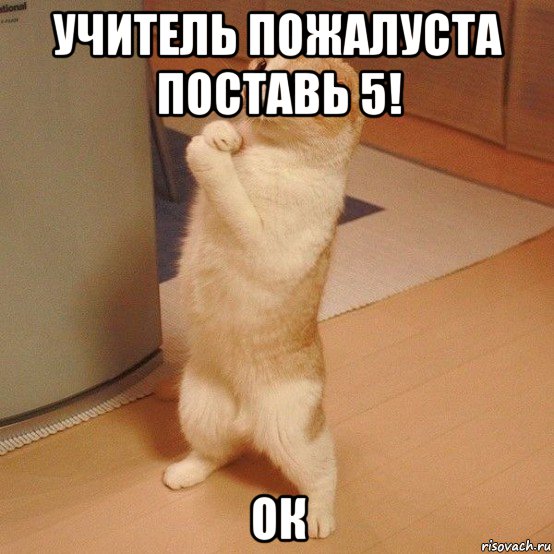 учитель пожалуста поставь 5! ок, Мем  котэ молится