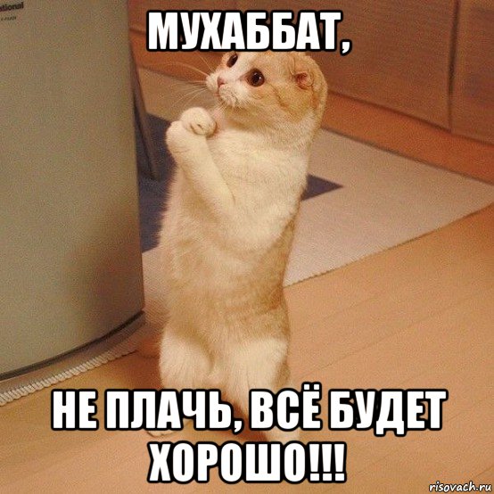 мухаббат, не плачь, всё будет хорошо!!!, Мем  котэ молится