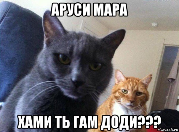 аруси мара хами ть гам доди???, Мем  Два котэ