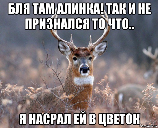 бля там алинка! так и не признался то что.. я насрал ей в цветок, Мем   Наивный олень