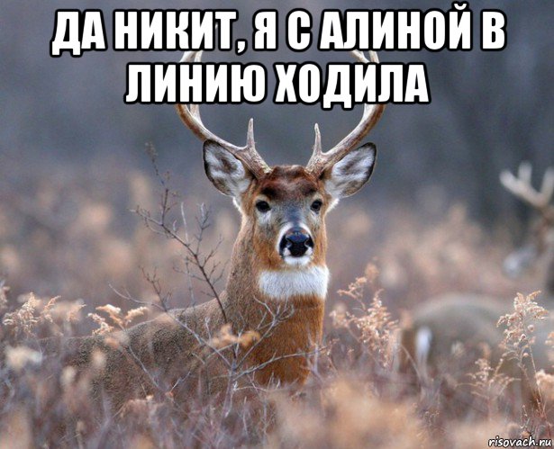 да никит, я с алиной в линию ходила , Мем   Наивный олень