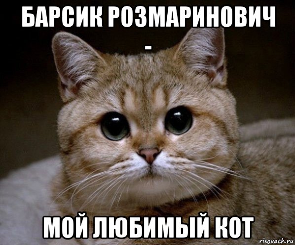 барсик розмаринович - мой любимый кот, Мем Пидрила Ебаная