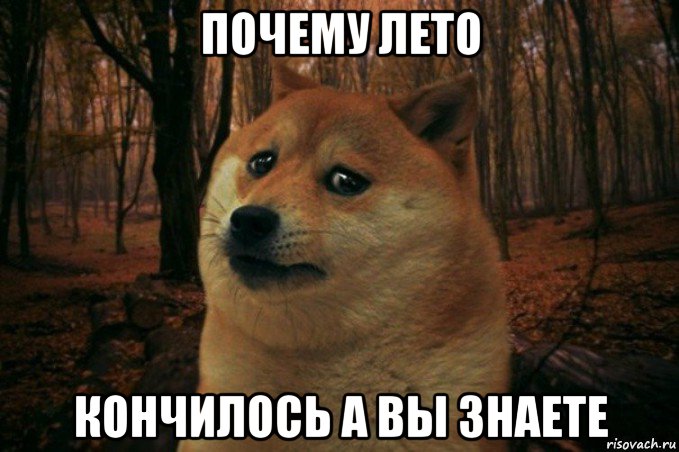 почему лето кончилось а вы знаете, Мем SAD DOGE