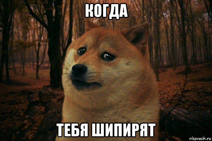 когда тебя шипирят, Мем SAD DOGE