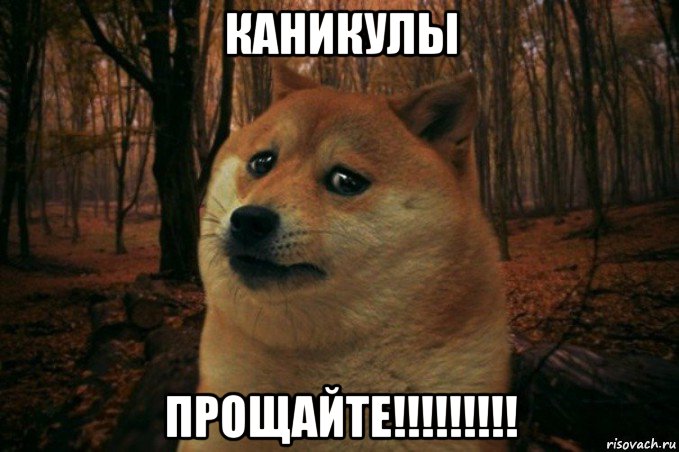 каникулы прощайте!!!!!!!!!, Мем SAD DOGE