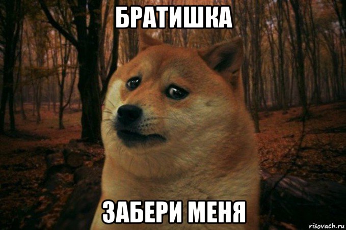 братишка забери меня, Мем SAD DOGE