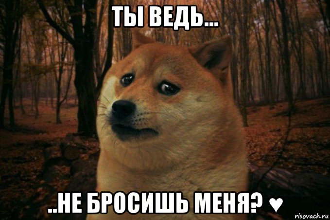 ты ведь... ..не бросишь меня? ♥, Мем SAD DOGE