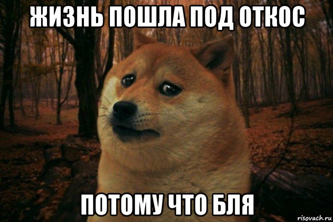 жизнь пошла под откос потому что бля, Мем SAD DOGE