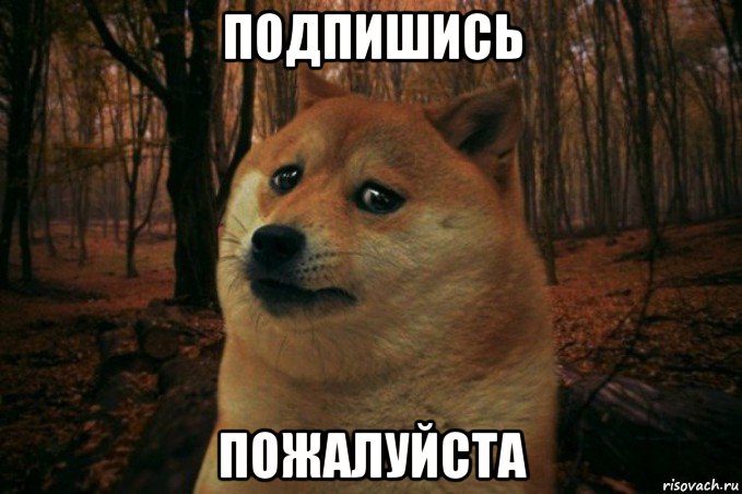 подпишись пожалуйста, Мем SAD DOGE