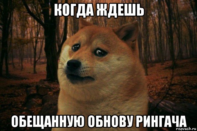 когда ждешь обещанную обнову рингача, Мем SAD DOGE