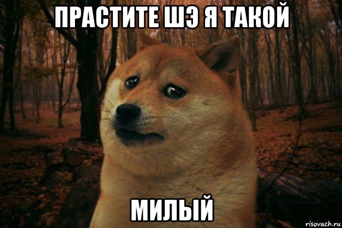 прастите шэ я такой милый, Мем SAD DOGE