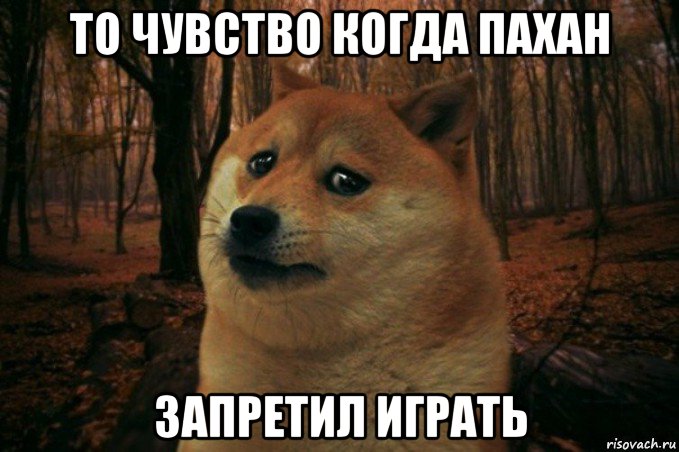 то чувство когда пахан запретил играть, Мем SAD DOGE