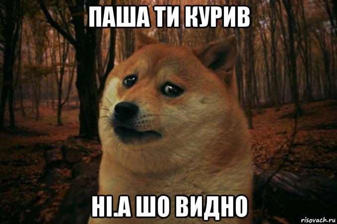 паша ти курив ні.а шо видно, Мем SAD DOGE