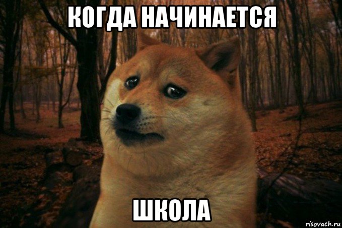 когда начинается школа, Мем SAD DOGE