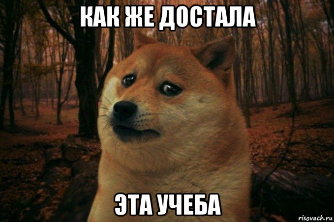 как же достала эта учеба, Мем SAD DOGE