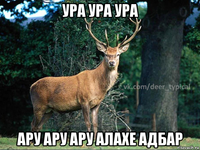 ура ура ура ару ару ару алахе адбар, Мем Паблик Типичный олень