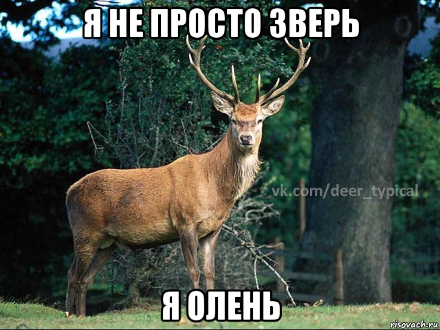 я не просто зверь я олень
