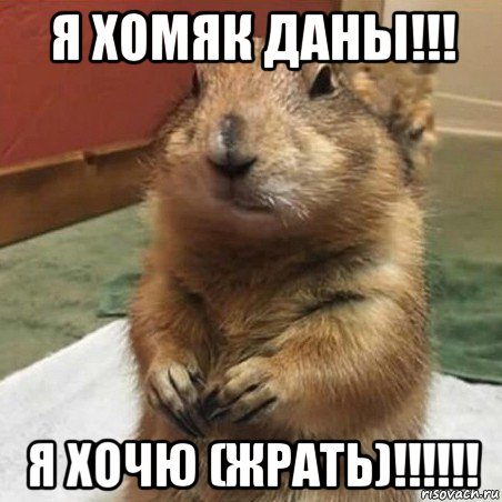 я хомяк даны!!! я хочю (жрать)!!!!!!, Мем Суслик спрашивает