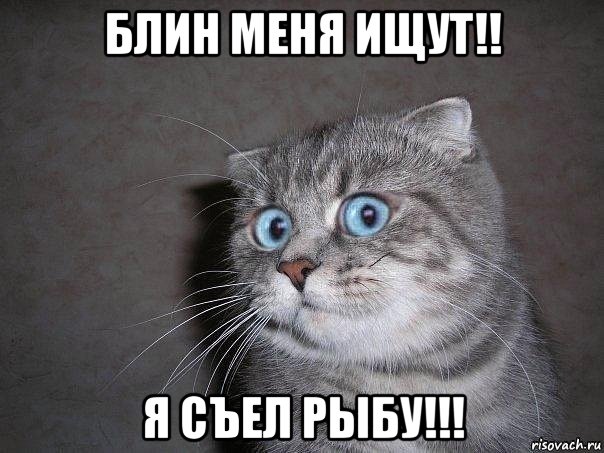 блин меня ищут!! я съел рыбу!!!, Мем  удивлённый кот