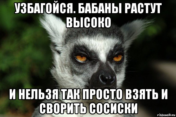 узбагойся. бабаны растут высоко и нельзя так просто взять и сворить сосиски, Мем   Я збагоен