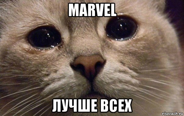 marvel лучше всех, Мем   В мире грустит один котик