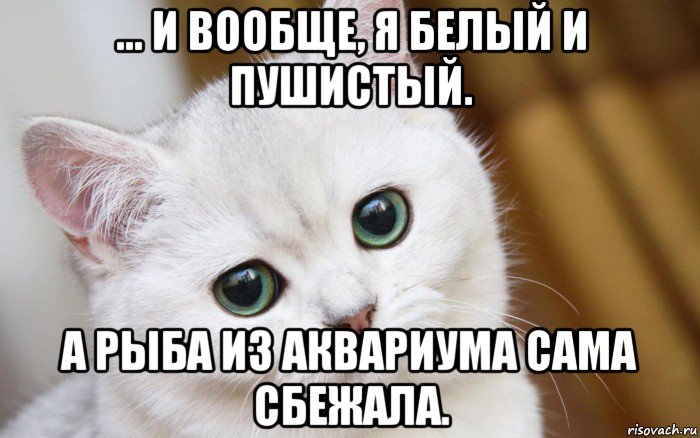 ... и вообще, я белый и пушистый. а рыба из аквариума сама сбежала., Мем  В мире грустит один котик