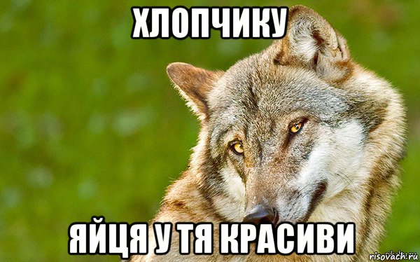 хлопчику яйця у тя красиви, Мем   Volf