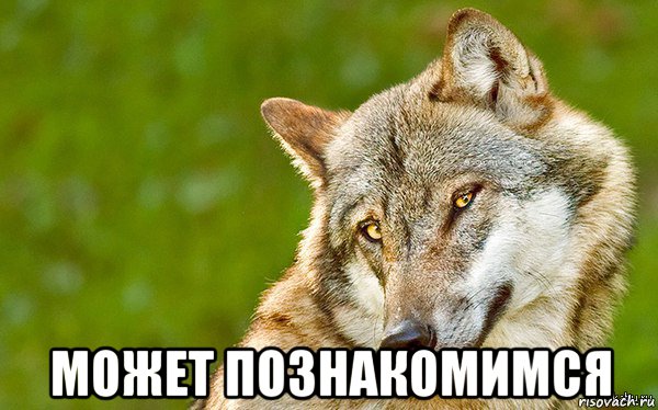  может познакомимся, Мем   Volf