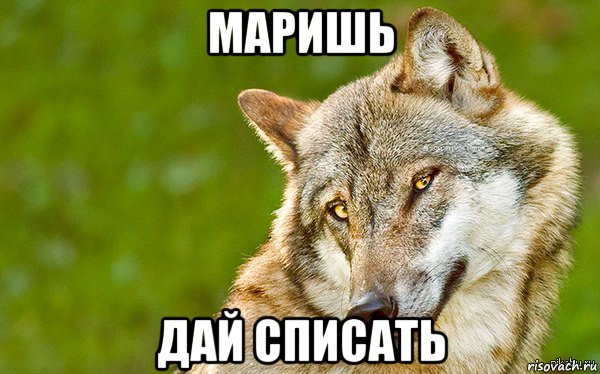 маришь дай списать, Мем   Volf