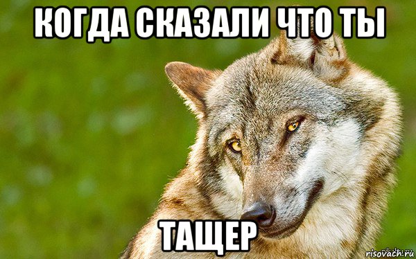 когда сказали что ты тащер, Мем   Volf