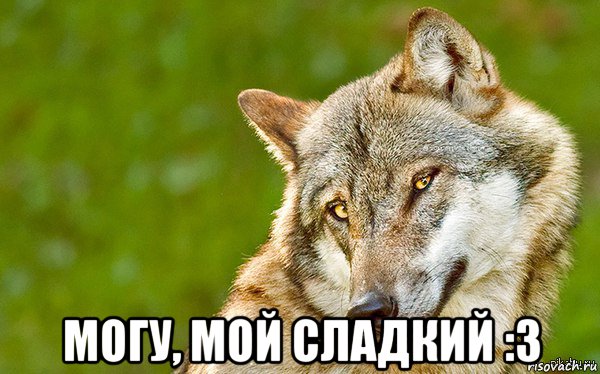  могу, мой сладкий :3, Мем   Volf