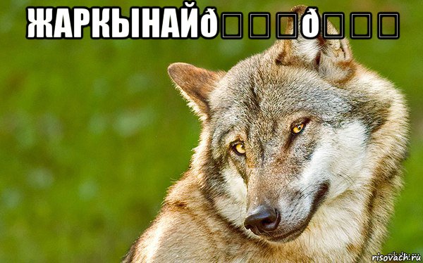 Мем   Volf