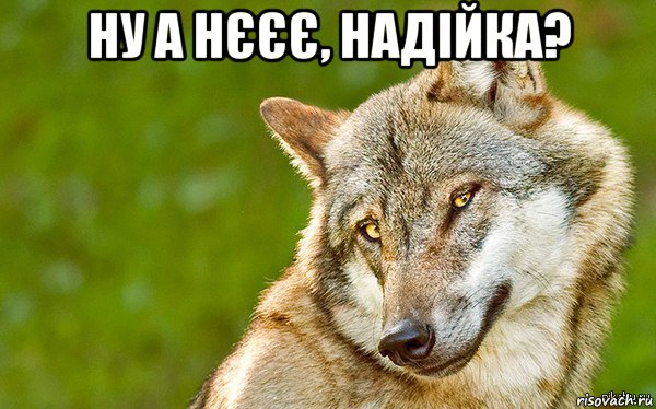 ну а нєєє, надійка? , Мем   Volf