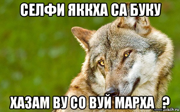 селфи яккха са буку хазам ву со вуй марха_?, Мем   Volf